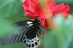 Great Mormon (Papilio memnon) feeding on a red hibiscus [sumatra_9138]