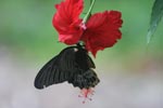 Great Mormon (Papilio memnon) feeding on a red hibiscus [sumatra_9142]