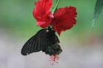 Great Mormon (Papilio memnon) feeding on a red hibiscus [sumatra_9144]