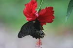 Great Mormon (Papilio memnon) feeding on a red hibiscus [sumatra_9145]