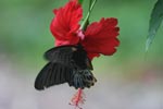 Great Mormon (Papilio memnon) feeding on a red hibiscus [sumatra_9146]