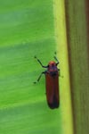 Orange leafhopper [sumatra_9151]