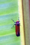 Orange leafhopper [sumatra_9152]
