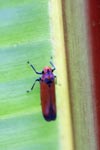 Orange leafhopper