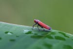 Orange leafhopper [sumatra_9154]