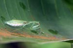 Green praying mantis [sumatra_9156]