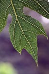 Papaya leaf [sumatra_9161]