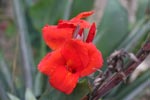 Red flower [Canna sp. (Cannaceae keluarga)]