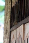 Sumatran squirrel [sumatra_9171]