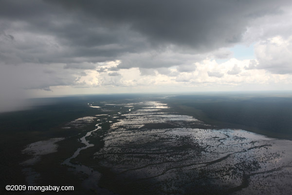 The vast peatlands of Borneo are being destroyed at record rates. Photo by: Rhett A. Butler.
