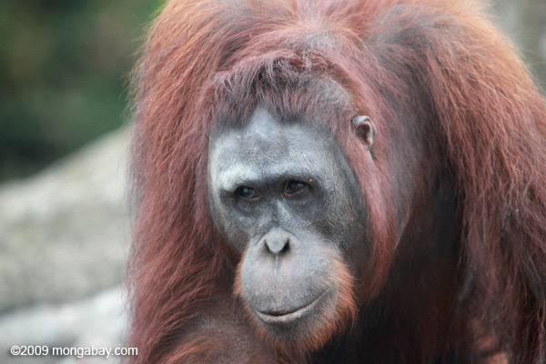 Orangután en Kalimantan central. Foto por Rhett A. Butler / mongabay.com.