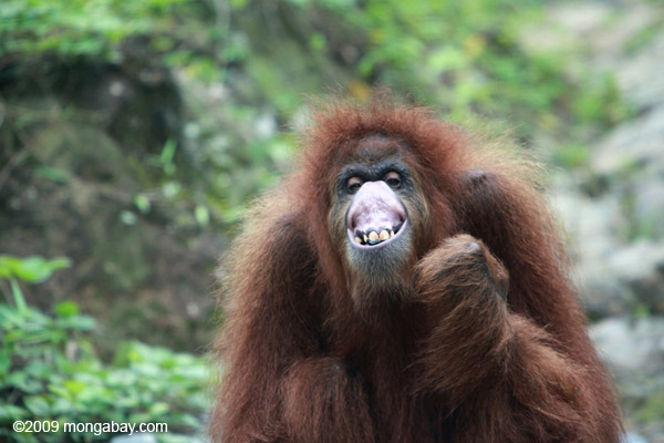 Orangutan making faces 