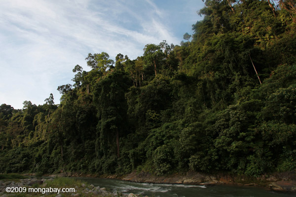 Rain forest along the Bohorok River, Sumatra