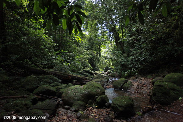 Gunung Leuser rain forest, Sumatra