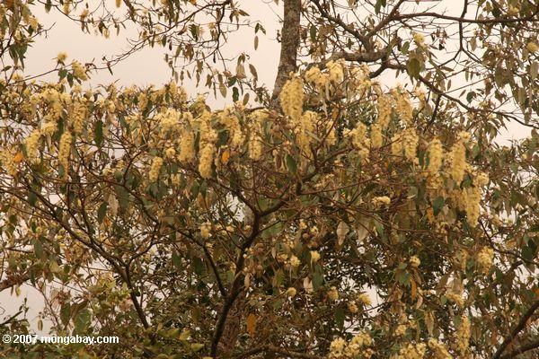 Fleurs jaunes de l'arbre Cassia