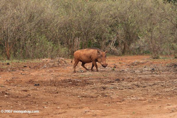 Solitary tusked warthog