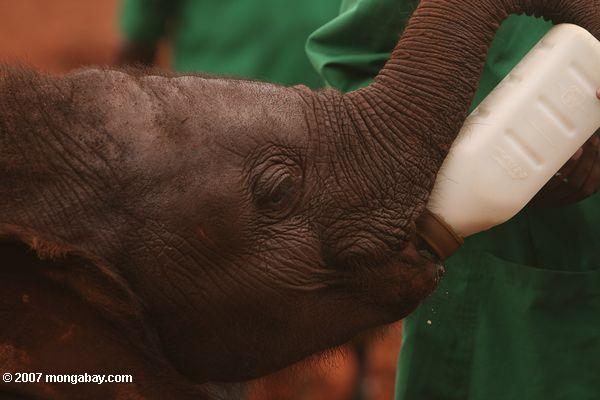 Orphaned alimentación elefante en una botella de leche