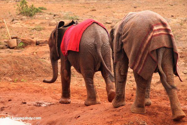 осиротевших слонов с одеялами для защиты вновь загара