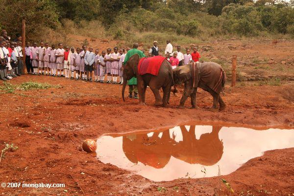 Escuela de los niños que han quedado huérfanos de visita elefante en el David Sheldrick Wildlife Trust