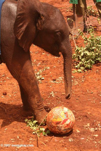Orphaned elefante con balones de fútbol