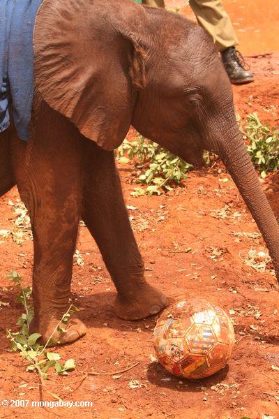 Orphaned elefante jugar al fútbol