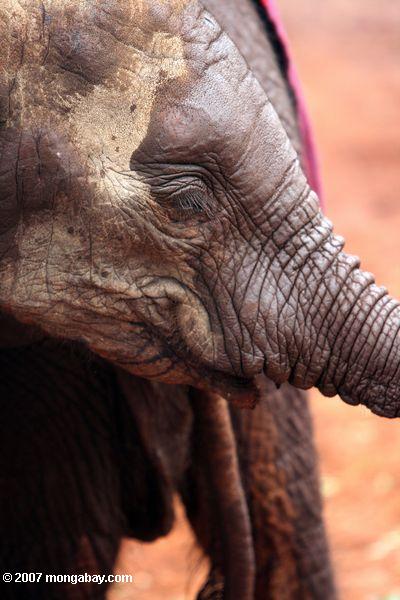 Orphaned elefante en el David Sheldrick Wildlife Trust