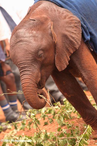 Órfão elefante na David Sheldrick Wildlife Trust