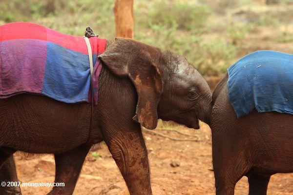 Orphaned elefante en el David Sheldrick Wildlife Trust