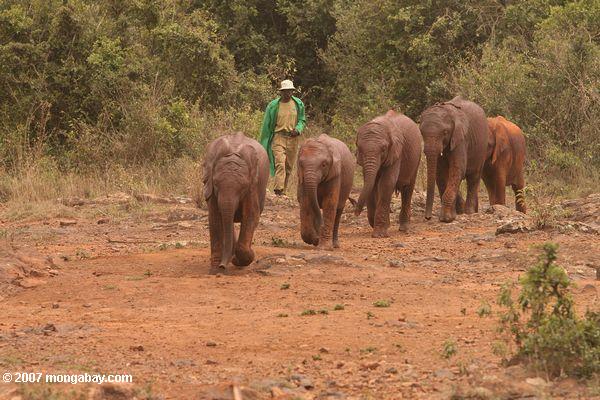 Orphaned elefantes en el David Sheldrick Wildlife Trust