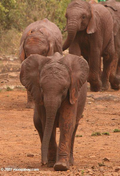 Verwaisten Elefanten in der David Sheldrick Wildlife Trust