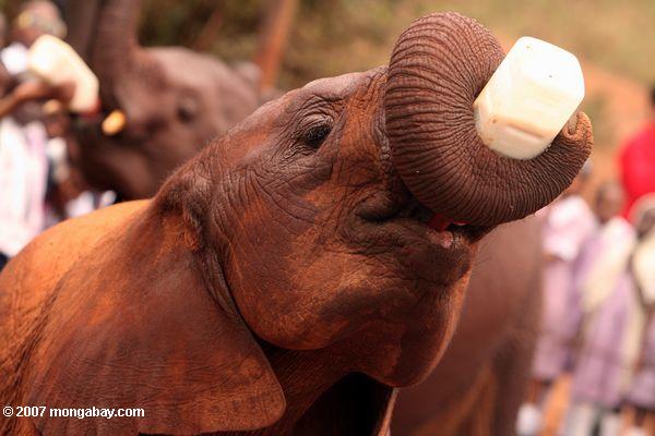 野生動物の信頼関係では、デビッドsheldrick孤立象乳飲料
