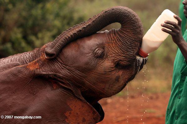 野生動物の信頼関係では、デビッドsheldrick孤立象乳飲料
