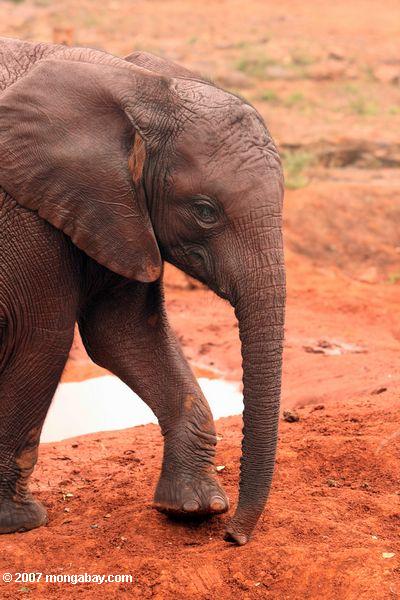 Infant elefante