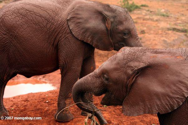 Orphaned elefantes en el David Sheldrick Wildlife Trust