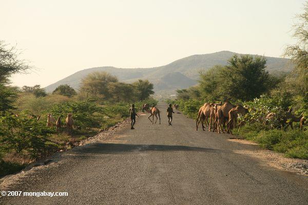 Turkana pastores migran con una manada de camellos