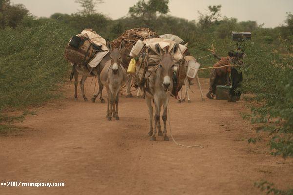 Burros cargados de suministros por la migración de Turkana