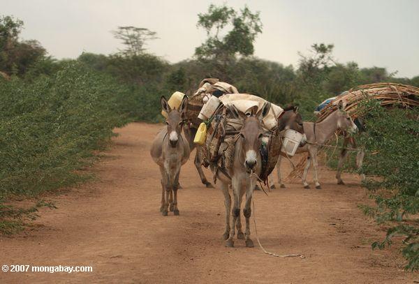 A plena carga burros utilizados por la migración de Turkana