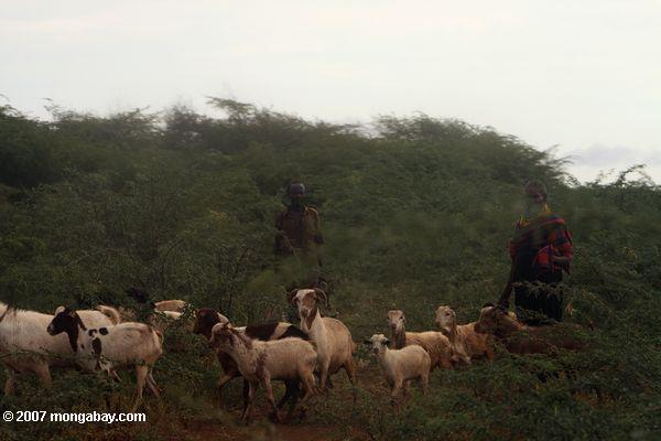 Turkana éleveurs long de la route vers Nanam