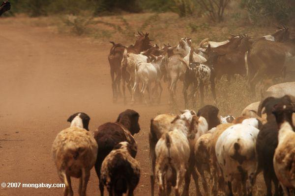 Turkana cabras