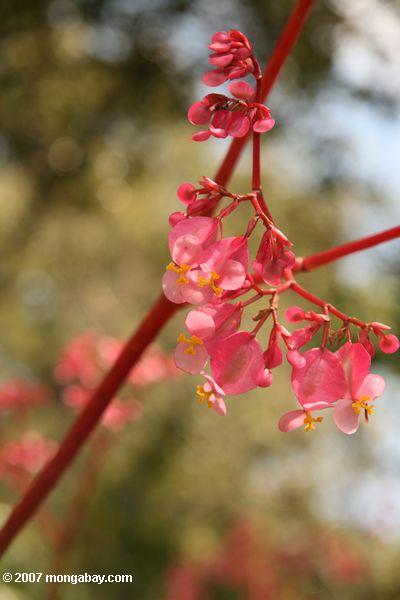 Pink - fuschia flores