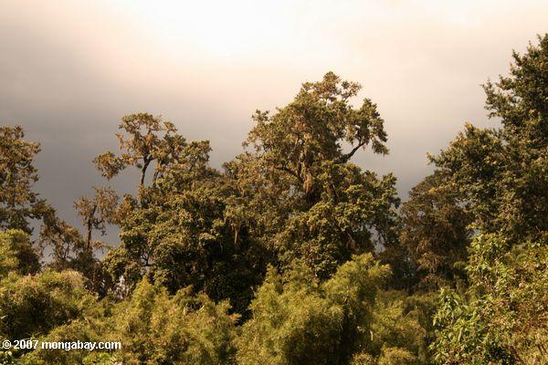 Mt. Kenya forêt