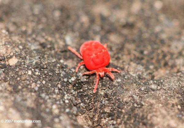 Tiny couleur magenta araignée
