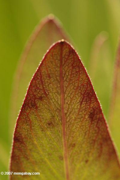 L'extrémité des feuilles de Lobelia keniensis