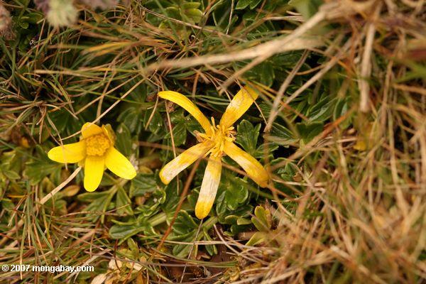 モンタナに黄色の花。ケニヤ
