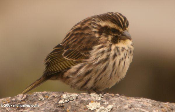Bird fluffing penas para manter aquecido em Mt. Quénia