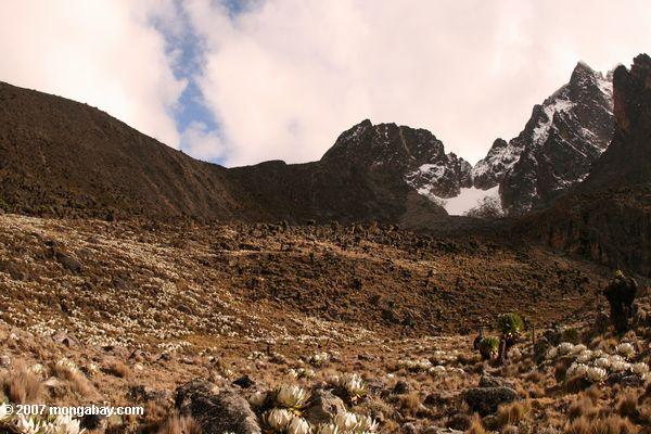 Upper alpinezone vegetação abaixo Mt. Kenya's pico