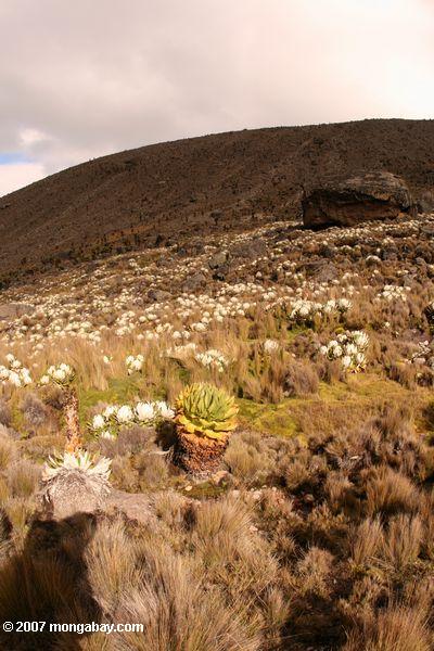 верхней альпийской зоны растительности на горе Кения