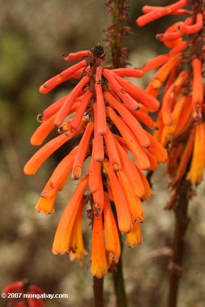 Rot-orange tubuläre Blumen auf dem Berg. Kenia