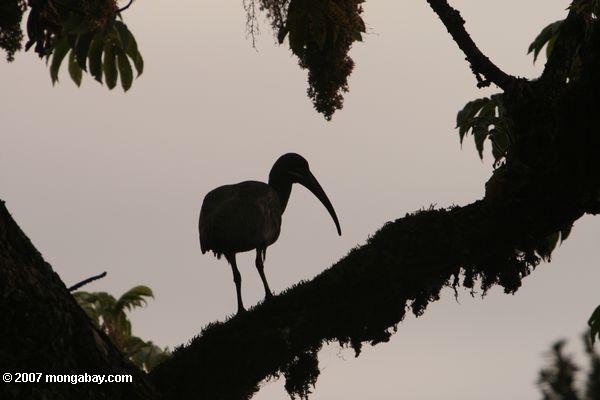 Hadeda ibis in a tree in Kenya. This species is classified as Least Concern by the IUCN Red List. Photo by Rhett A. Butler.