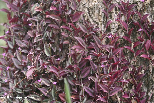えび茶色と紫色の植物の葉